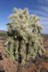 cylindropuntiafulgida2_small.jpg