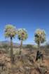 cylindropuntiafulgida_small.jpg