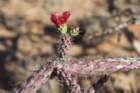 cylindropuntiaversicolor3_small.jpg