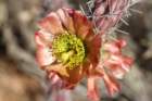 cylindropuntiaversicolor_small.jpg