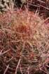 ferocactusleconteiacanthodes2_small.jpg
