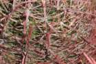 ferocactusleconteiacanthodes3_small.jpg