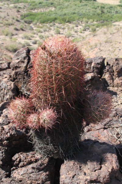 ferocactusleconteiacanthodes4.jpg