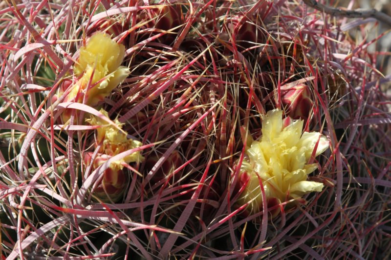 ferocactusleconteiacanthodes5.jpg