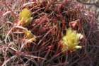 ferocactusleconteiacanthodes5_small.jpg