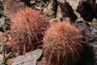 ferocactusleconteiacanthodes_small.jpg