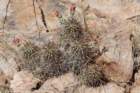 echinocereusfendleri_small.jpg