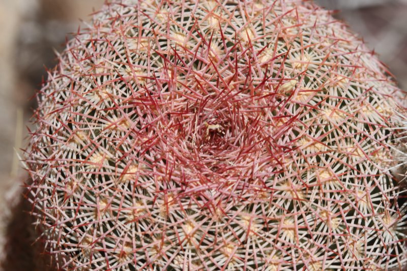 echinocereusrigidissimus2.jpg