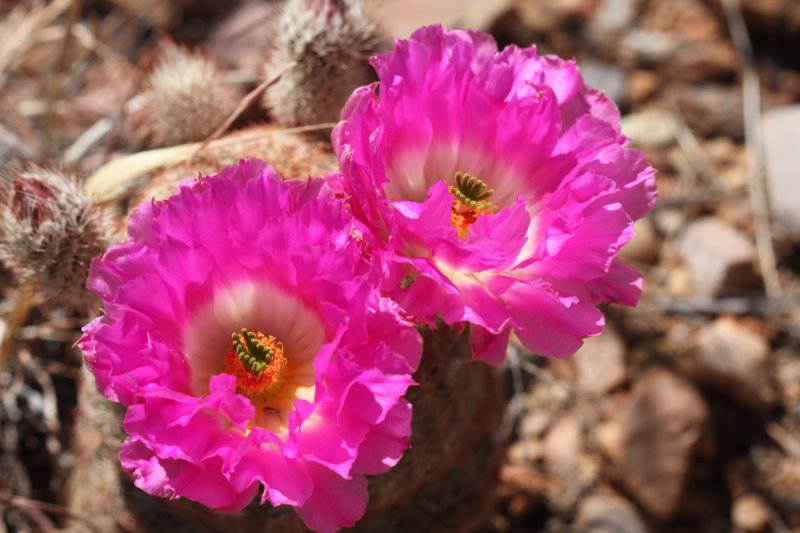 echinocereusrigidissimus4.jpg
