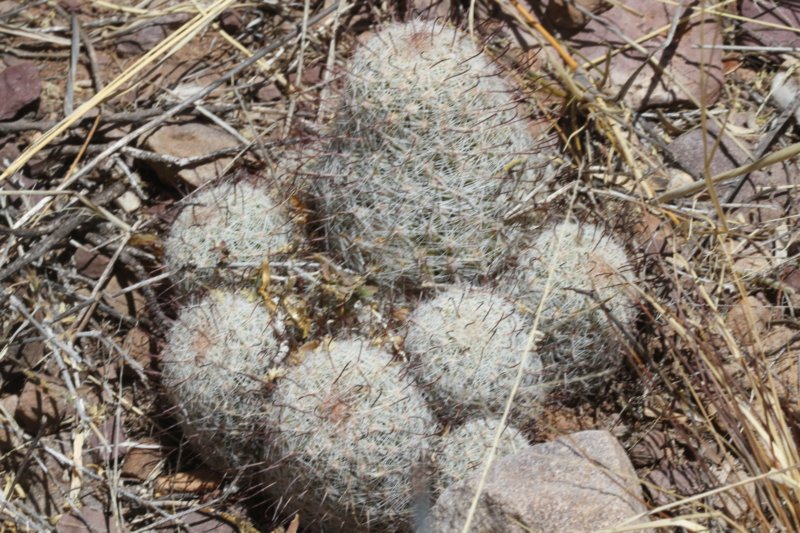 mammillariagrahamii.jpg