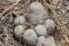 mammillariagrahamii_small.jpg