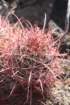 ferocactusacanthodes_small.jpg