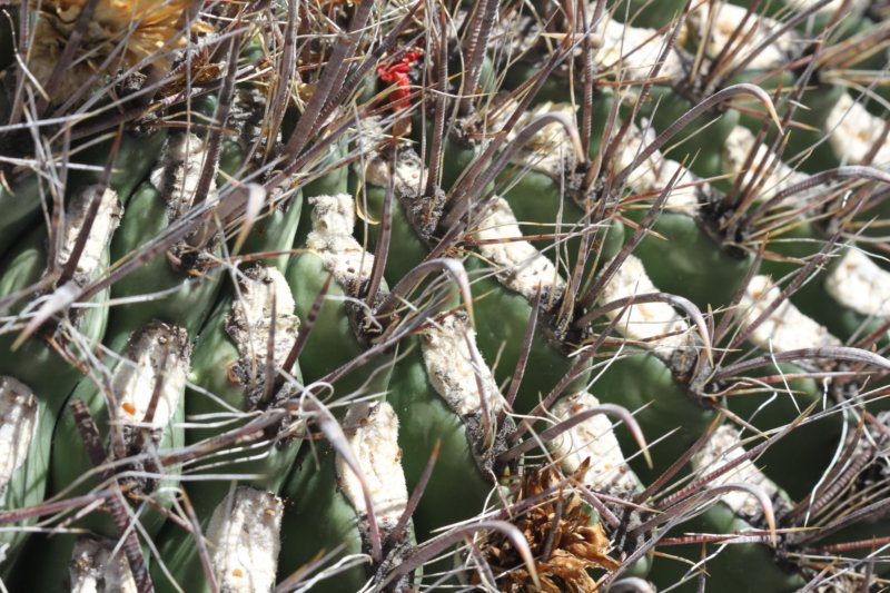 ferocactuswislizenii.jpg