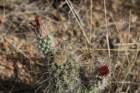 echinocereusfendlerivarrectispinus_small.jpg