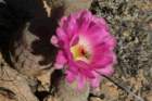 echinocereusrigidissimus2_small.jpg