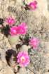 echinocereusrigidissimus_small.jpg
