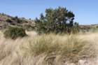 nolinamicrocarpa_small.jpg