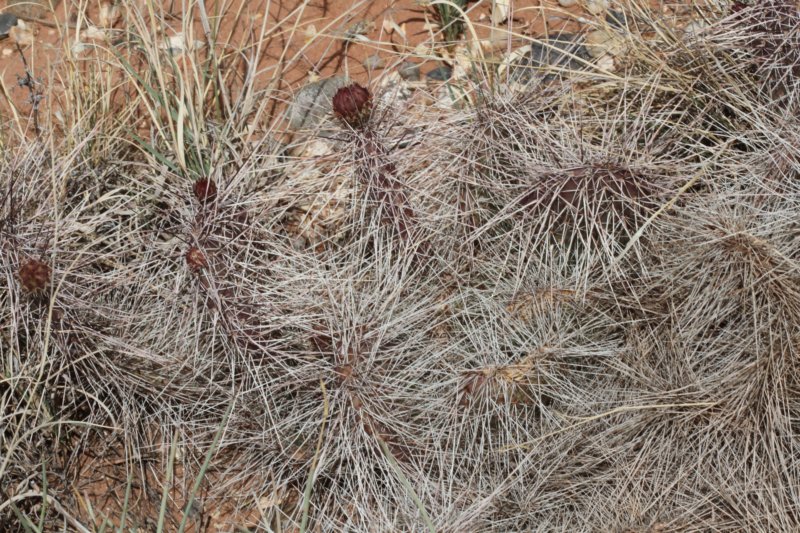 opuntiaerinacea.jpg