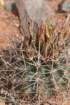 sclerocactuswhipplei3_small.jpg