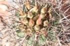 sclerocactuswhipplei4_small.jpg