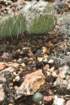 opuntiapolyacanthatoppediocactusparadineibottom_small.jpg