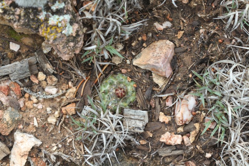 pediocactusparadinei.jpg
