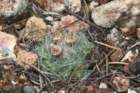 pediocactusparadinei3_small.jpg