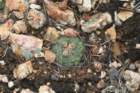 pediocactusparadinei4_small.jpg