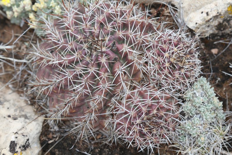 echinocereusfendleri.jpg