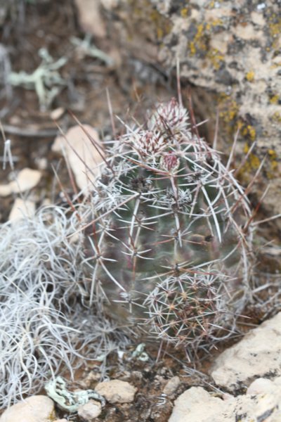 echinocereusfendleri2.jpg