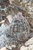 echinocereusfendleri2_small.jpg