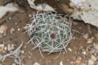 echinocereusfendleri3_small.jpg