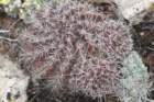 echinocereusfendleri_small.jpg