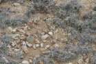 navajoafickeiseniipediocactuspeeblesianusvarfickeiseniorum2_small.jpg