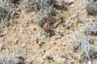 navajoafickeiseniipediocactuspeeblesianusvarfickeiseniorum4_small.jpg