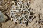 navajoafickeiseniipediocactuspeeblesianusvarfickeiseniorum5_small.jpg
