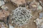 navajoafickeiseniipediocactuspeeblesianusvarfickeiseniorum6_small.jpg