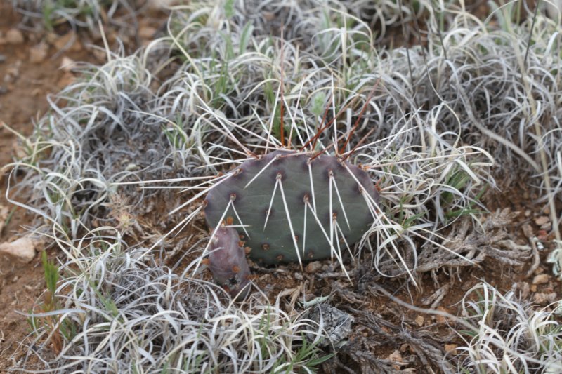 opuntiapolyacantha.jpg