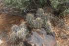 echinocereusengelmannii_small.jpg