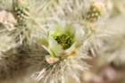 cylindropuntiabigelovii2_small.jpg