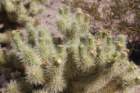 cylindropuntiabigelovii3_small.jpg
