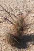 echinocereusengelmannii_small.jpg