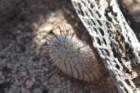 mammillariagrahamii2_small.jpg