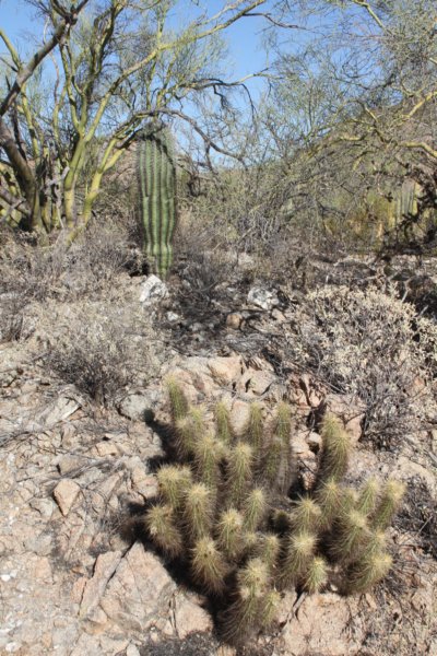 echinocereusnicholii.jpg