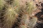 echinocereusnicholiilhsechinocereusengelmanniirhs_small.jpg