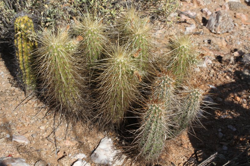 echinocereusnicholiilhsechinocereusengelmanniirhslemairocereusthurberijuvenilebackleftshortspines.jpg