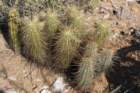 echinocereusnicholiilhsechinocereusengelmanniirhslemairocereusthurberijuvenilebackleftshortspines_small.jpg