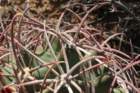 ferocactusemoryi2_small.jpg