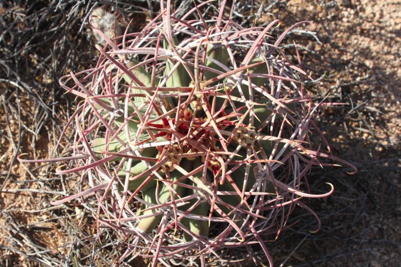 ferocactusemoryi3.jpg