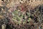 ferocactusemoryi_small.jpg